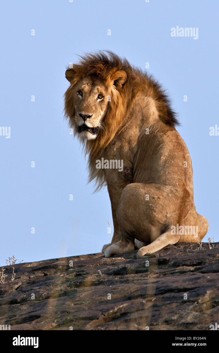 Un magnifique lion assis sur un gros rocher dans les plaines du Mara. Le Masai Mara National Reserve Banque D'Images