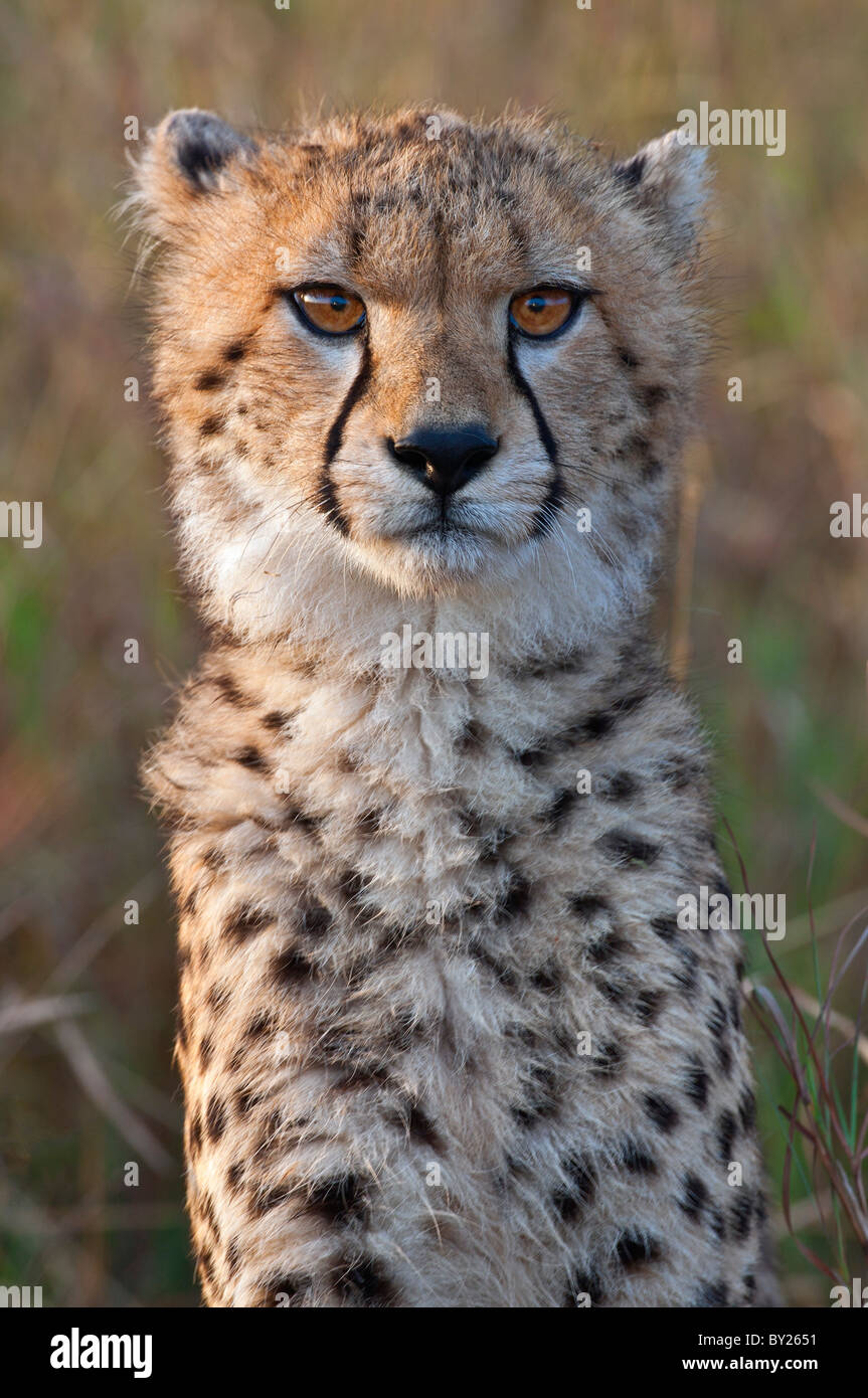 Un jeune cheetah cub dans la lumière du soleil tôt le matin. Réserve nationale Masai-Mara Banque D'Images