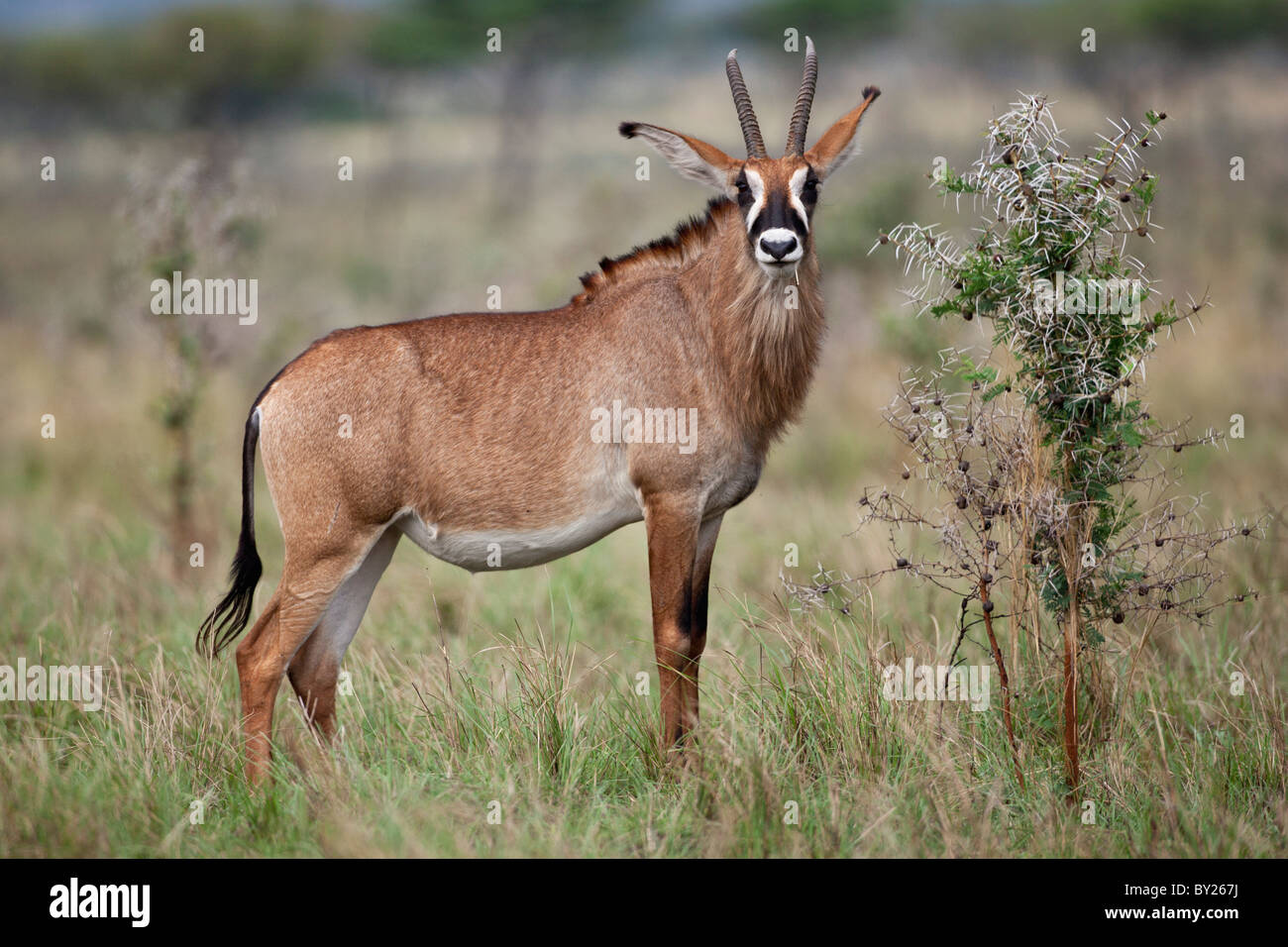 Une antilope rouanne dans la vallée de Lambwe de Ruma National Park, le seul endroit au Kenya, où ces grandes antilopes puissant peut Banque D'Images