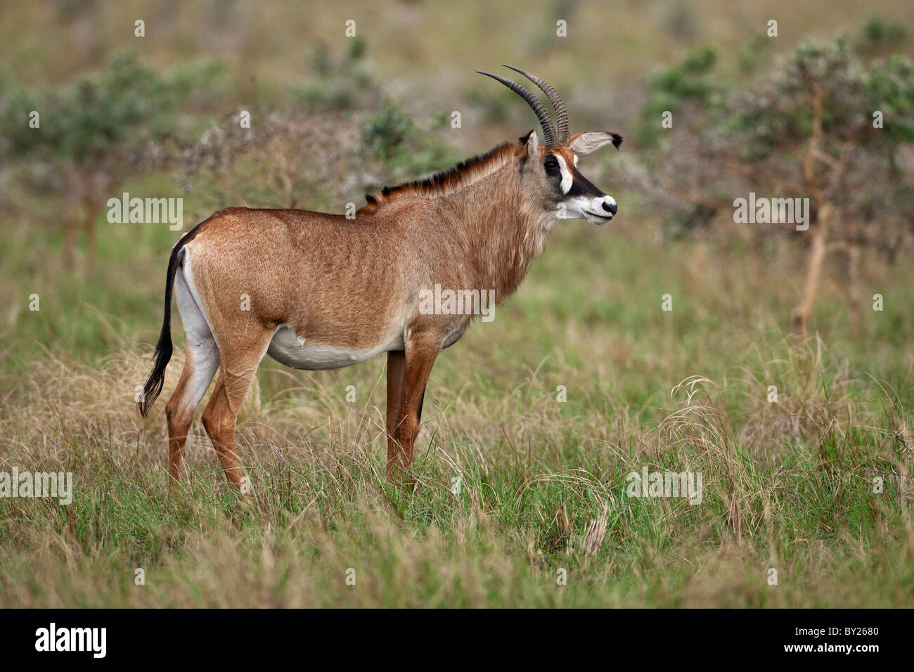 Une antilope rouanne dans la vallée de Lambwe de Ruma National Park, le seul endroit au Kenya, où ces grandes antilopes puissant peut Banque D'Images