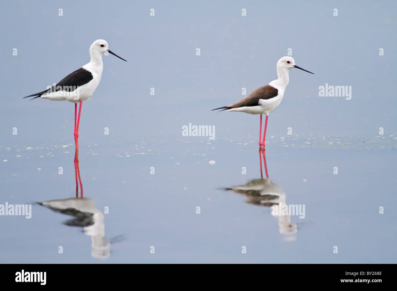 Black-winged Stilt Échasse ou conjoint (Himantopus himantopus) à Palatupana près de marais salants, Yala NP, Sri Lanka. Banque D'Images