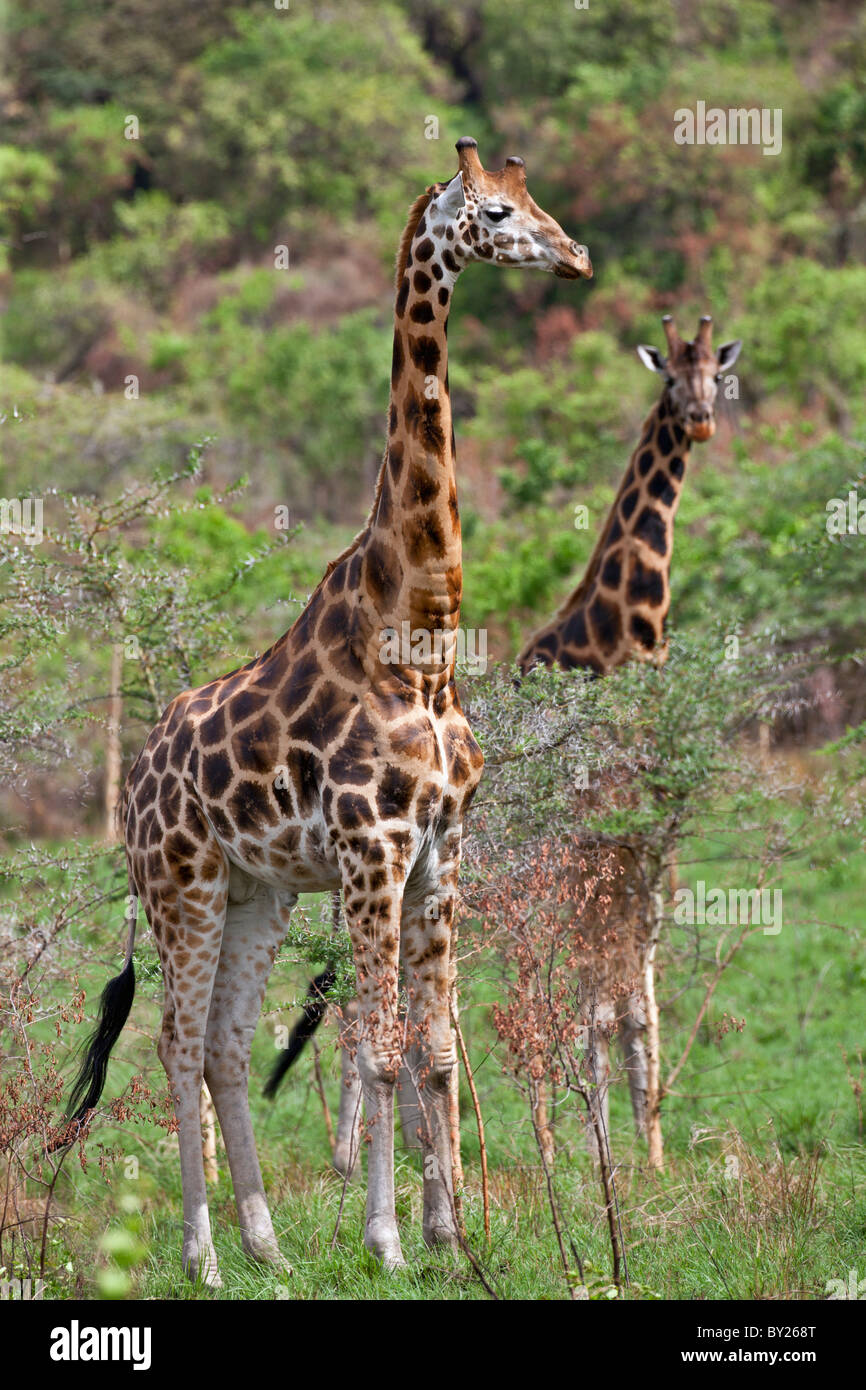 Les Girafes Rothschild dans le Parc National de Ruma. Banque D'Images