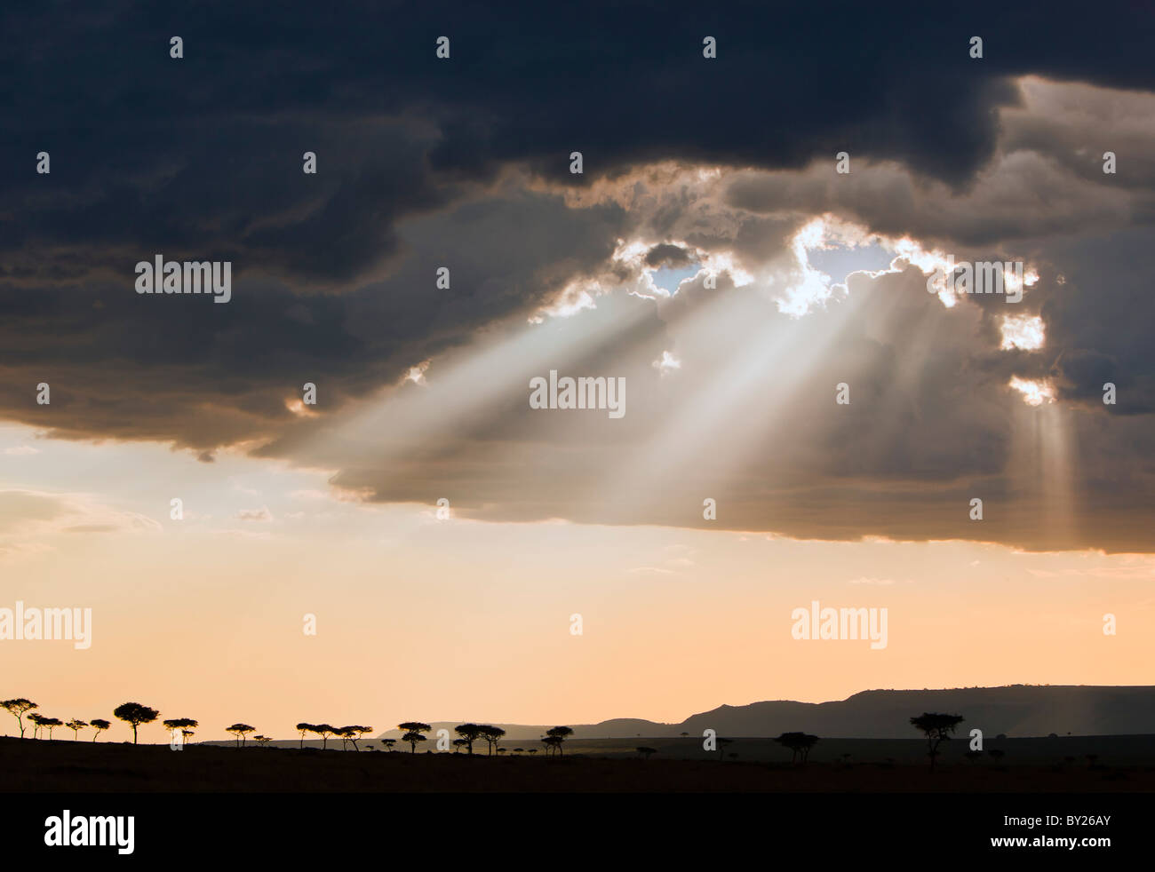 Fin d'après-midi par des nuages de pluie dans la Masai Mara National Reserve silhouetting Balanites arbres. Banque D'Images