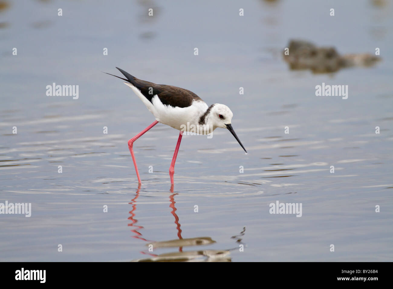 Black-winged Stilt Échasse ou conjoint (Himantopus himantopus) à Palatupana près de marais salants, Yala NP, Sri Lanka. Banque D'Images