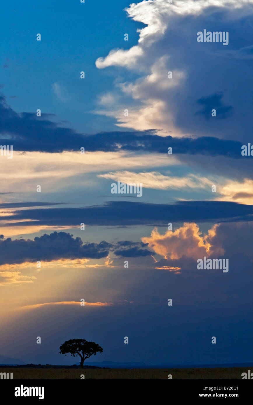 En fin d'après-midi, le soleil perce un ciel d'orage dans la réserve nationale de Masai-Mara Banque D'Images