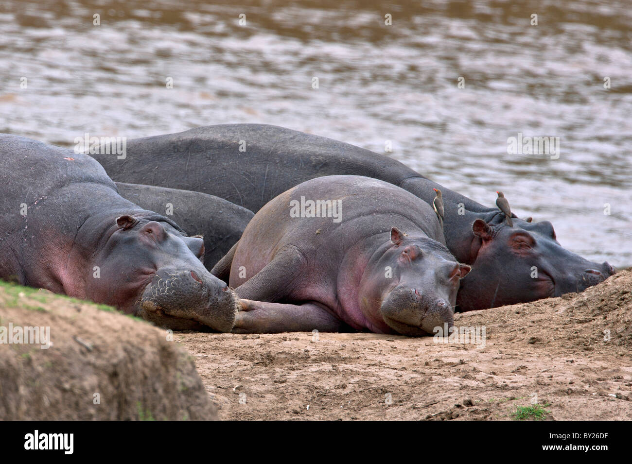 Hippopotames reste sur un banc de la rivière Mara Bien que Red-billed Oxpeckers, cocher, les oiseaux se nourrissent des parasites et des plaies dans le Masai Banque D'Images