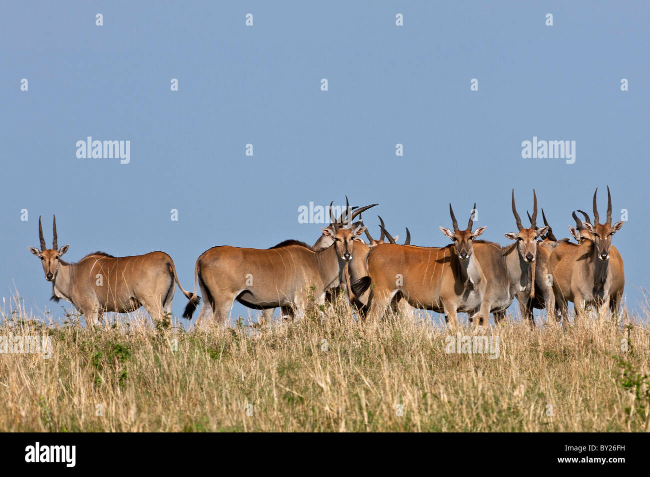 Un troupeau d'éland du Cap dans la réserve nationale de Masai-Mara. Banque D'Images