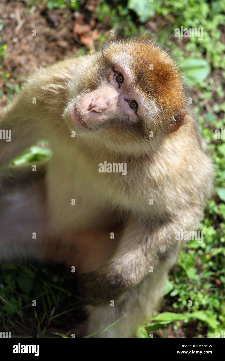 Macaque de Barbarie (Macaca sylvanus). Banque D'Images