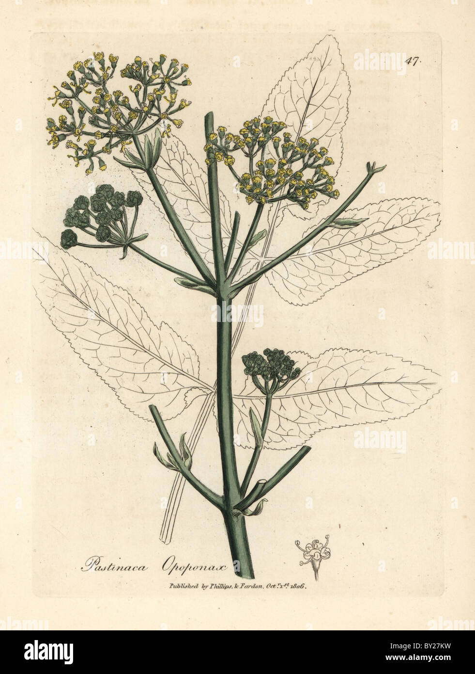 Fleur jaune opopanax ou rugueux, parsnep Pastinaca opopanax. Banque D'Images