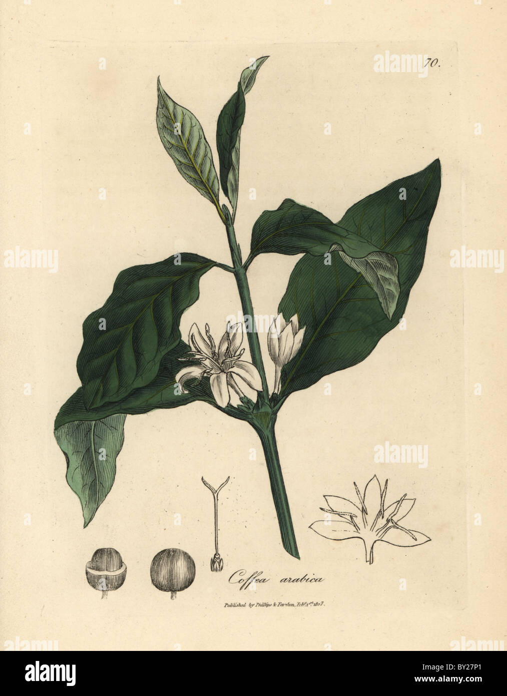 Fleur blanche, feuilles et de haricots de la plante du café, Coffea arabica. Banque D'Images