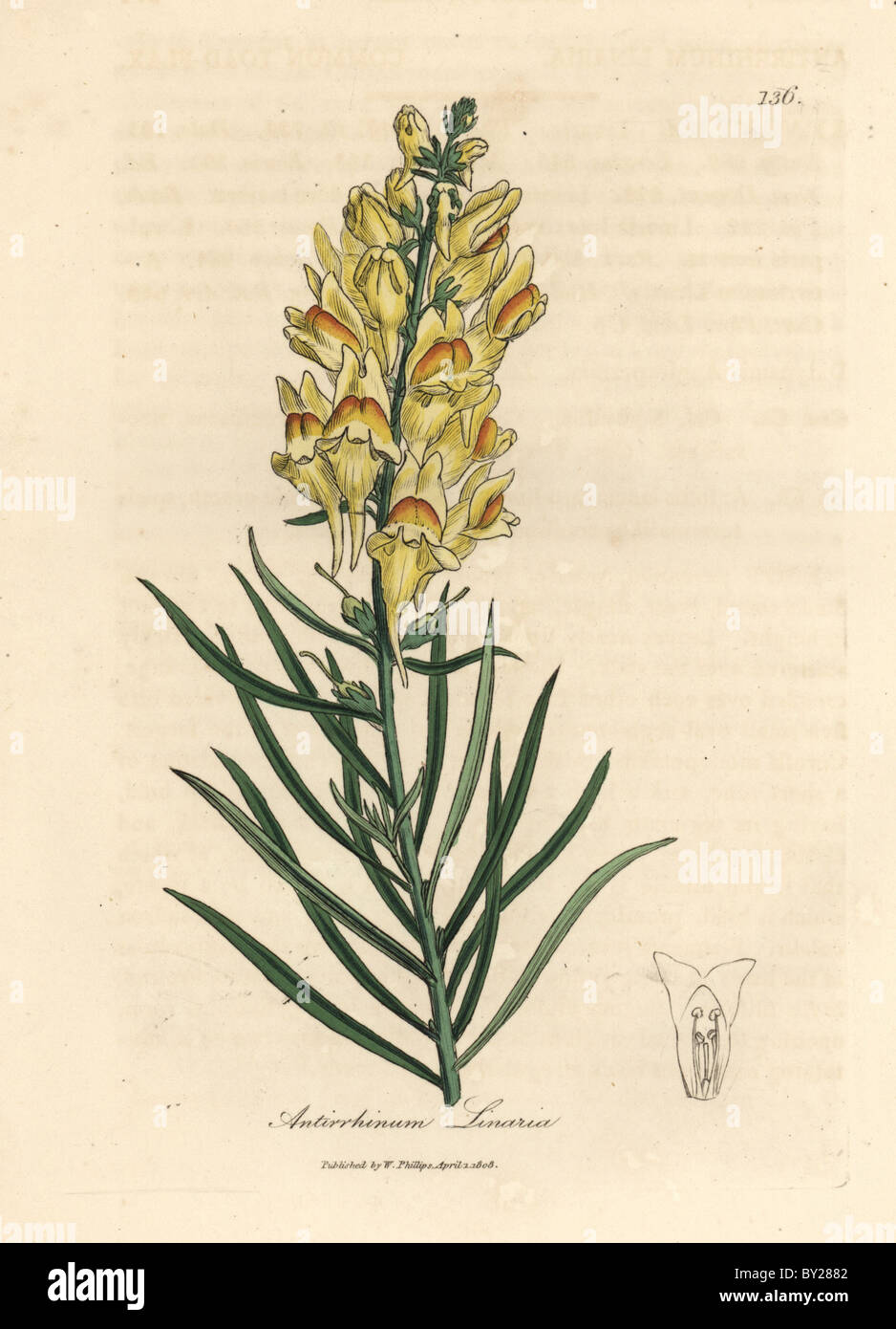 Fleur jaune, snapdragon Antirrhinum linaria. Banque D'Images