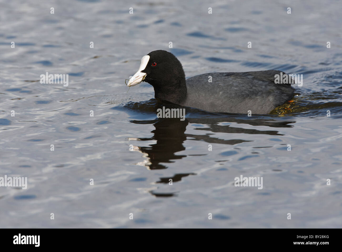 Foulque de nager dans l'eau gris bleu avec un morceau d'herbe dans sa bouche Banque D'Images