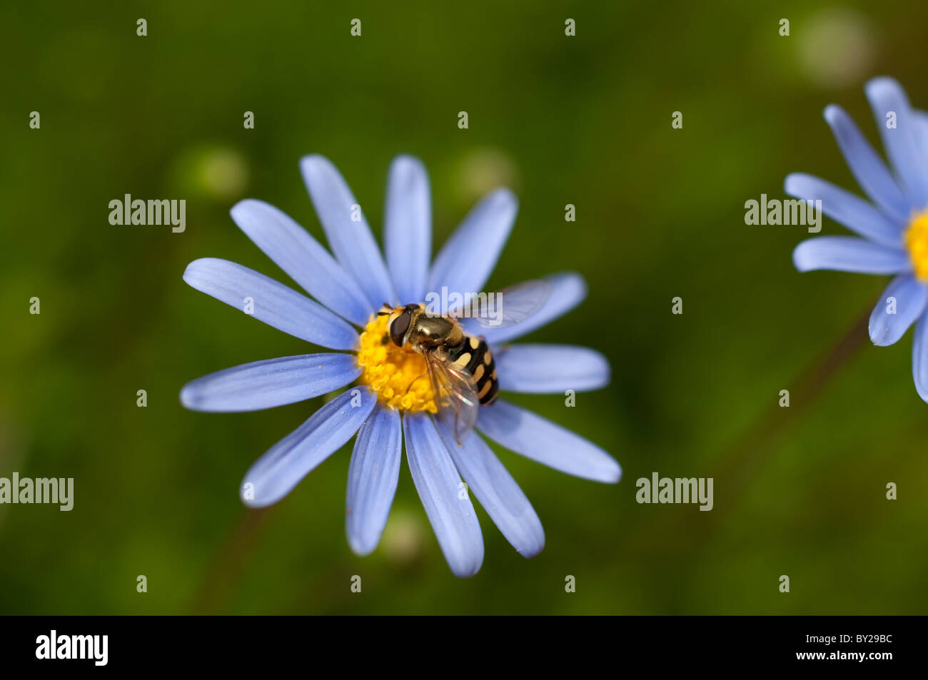 Hoverfly sur une marguerite bleue Banque D'Images Hoverfly sur une marguerite bleue Banque D'Images