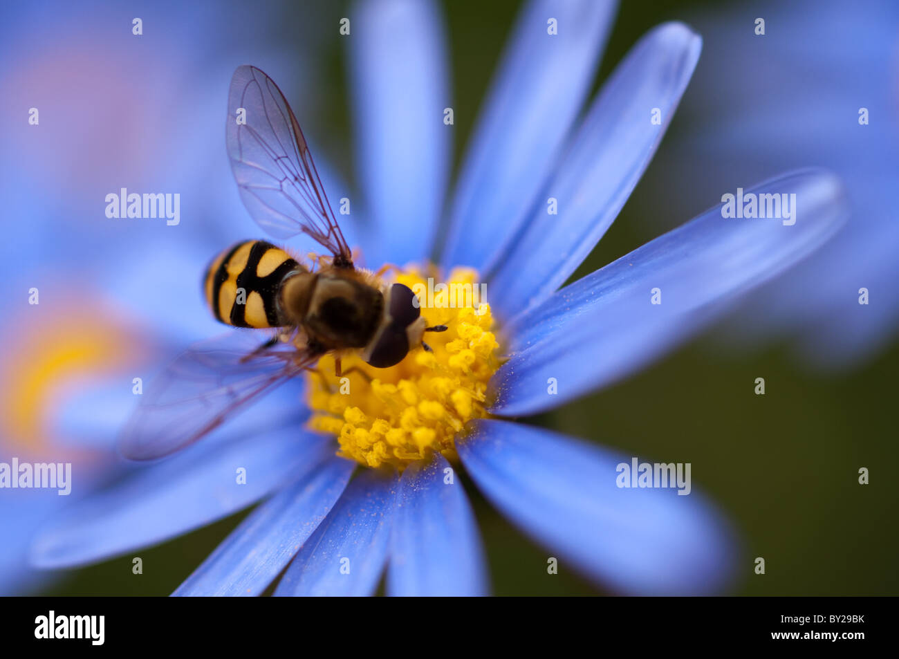 Hoverfly sur une marguerite bleue Banque D'Images Hoverfly sur une marguerite bleue Banque D'Images