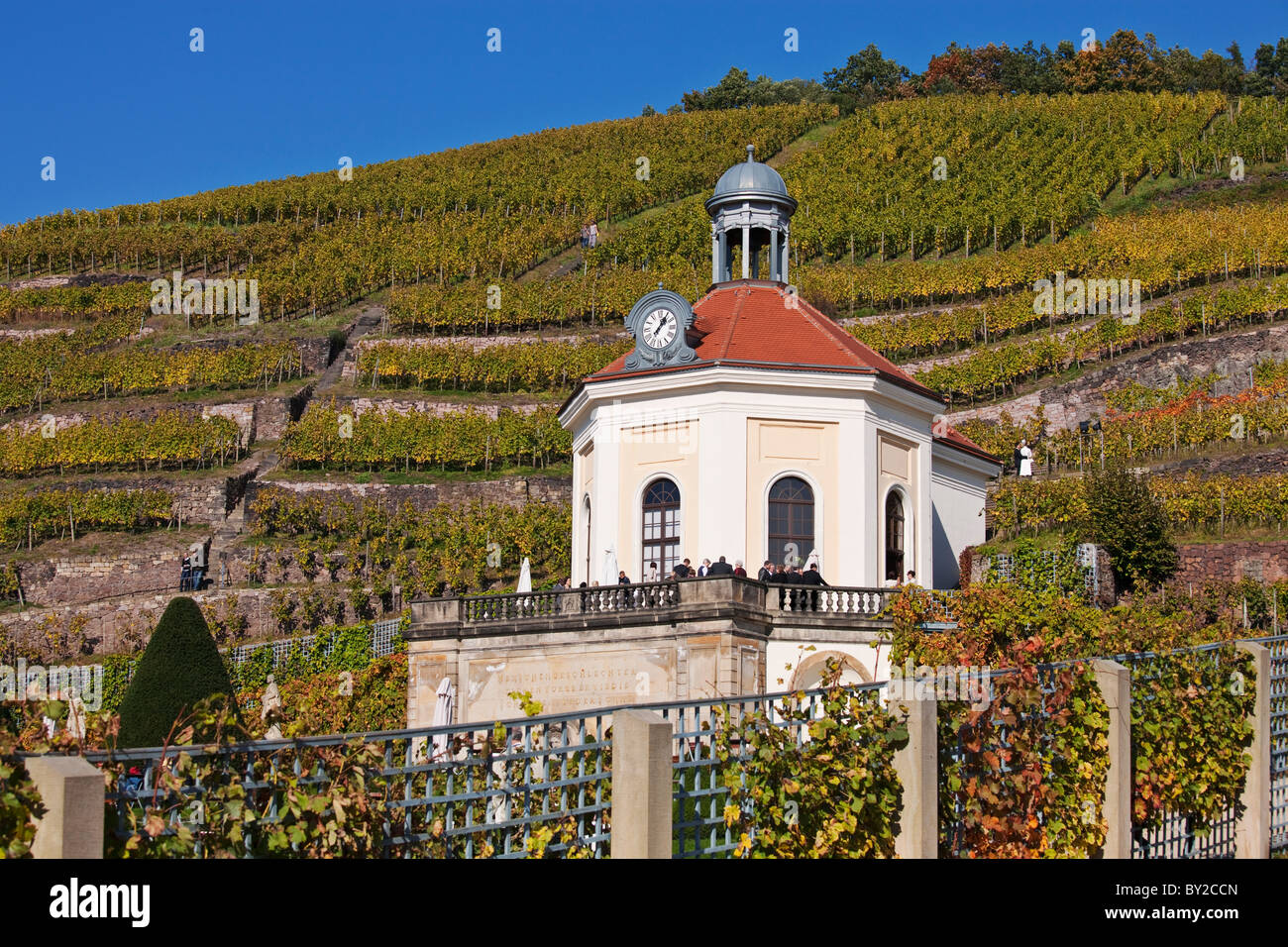 Allemagne, Saxe,Elbe Valley,Radebeul, vignoble, Wackerbarth Château Belvedere Banque D'Images