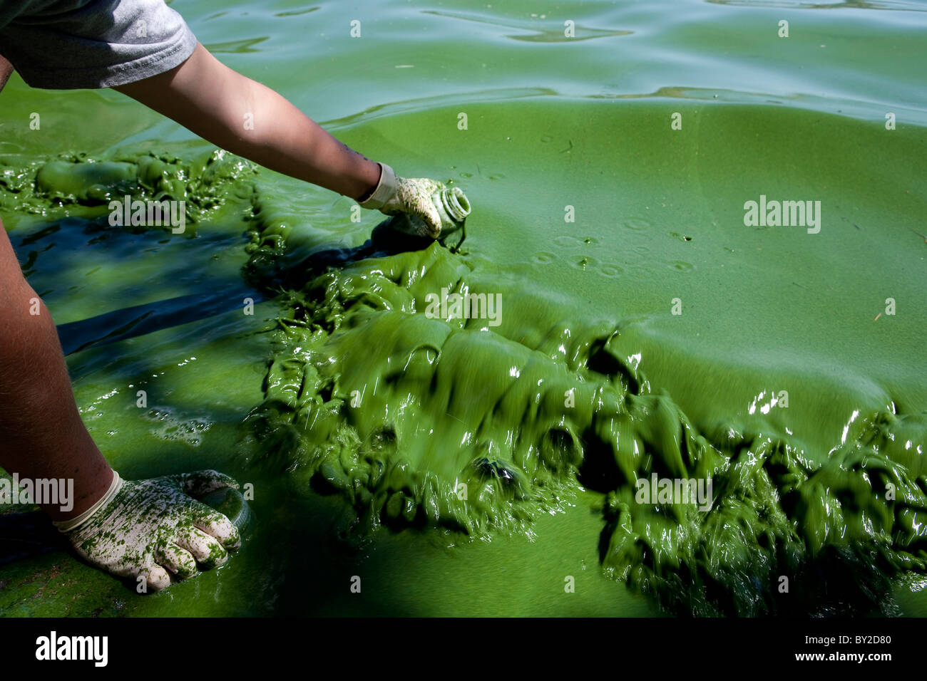 Un chercheur de la qualité de l'eau toxique échantillons Algues bleu-vert dans le réservoir Copco en Californie du Nord. Banque D'Images