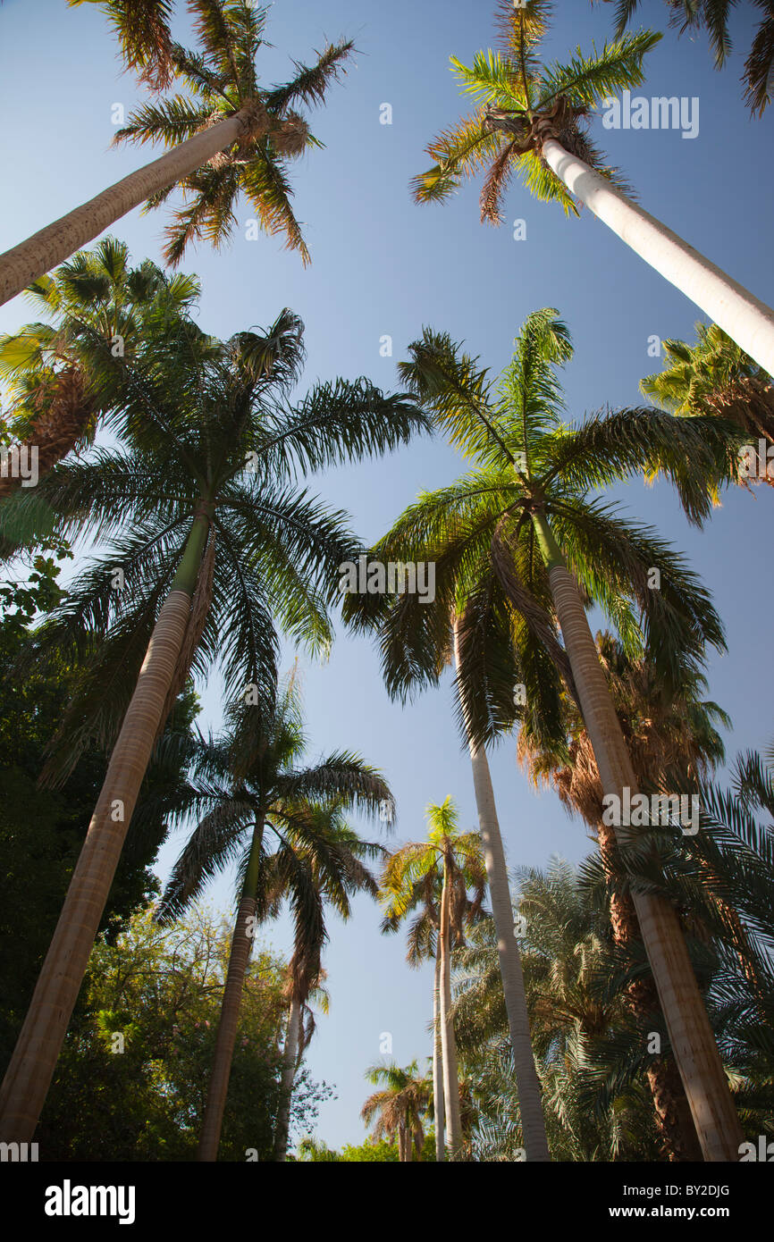 L'Avenue des palmiers- Botanic Gardens sur l'île de Kitchener, le Nil Egypte 2 Banque D'Images