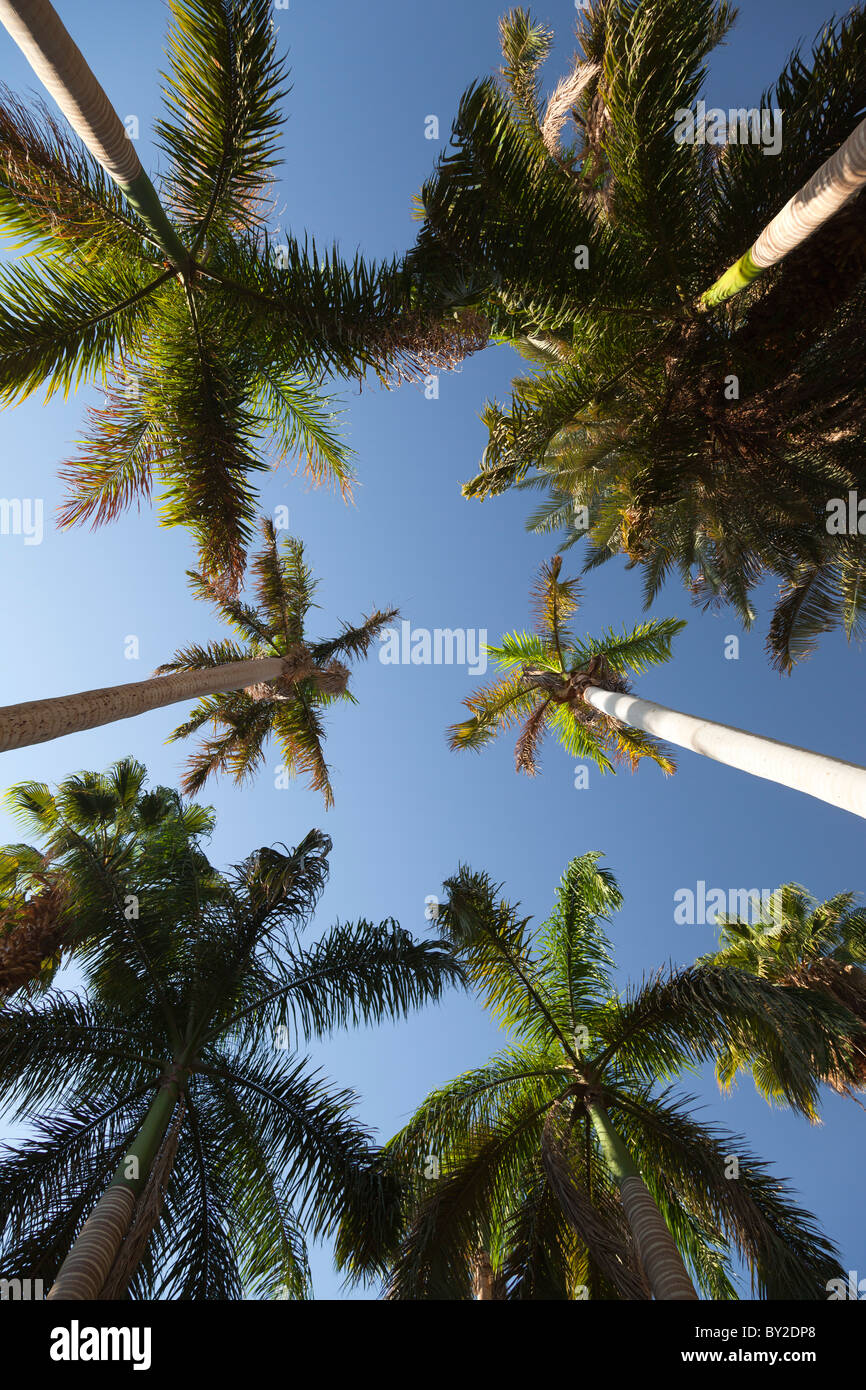L'Avenue des palmiers- Botanic Gardens sur l'île de Kitchener, le Nil Egypte Banque D'Images