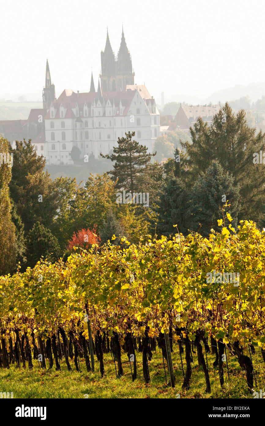 Allemagne, Saxe Meissen,Prince,zur Lippe vignes en automne Banque D'Images