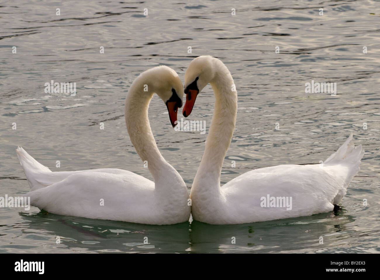 Swan bird kiss heart love white Banque D'Images
