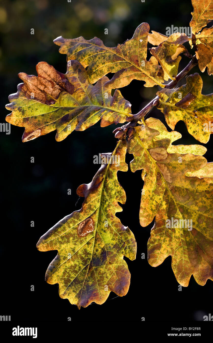 Le chêne pédonculé / chêne pédonculé (Quercus robur) feuilles à l'automne, Belgique Banque D'Images