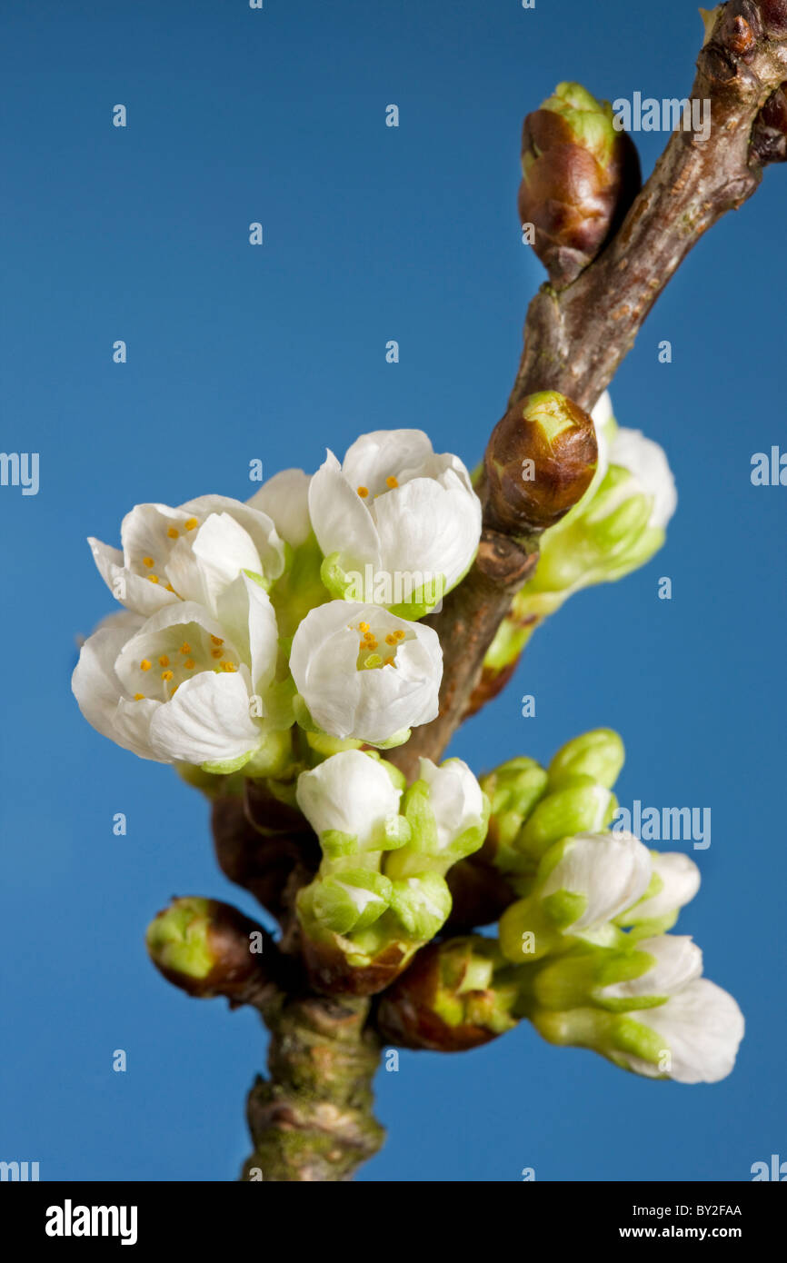 La floraison des cerisiers sauvages / Sweet Cherry Tree (Prunus avium), Belgique Banque D'Images