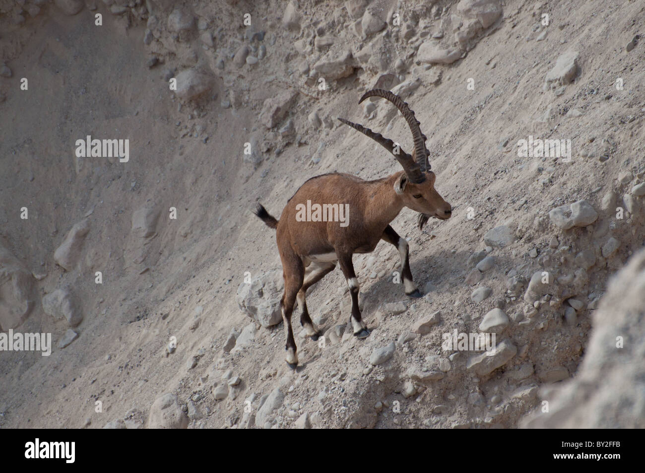 Un mâle moyen est de l'Ibex de Nubie. Banque D'Images