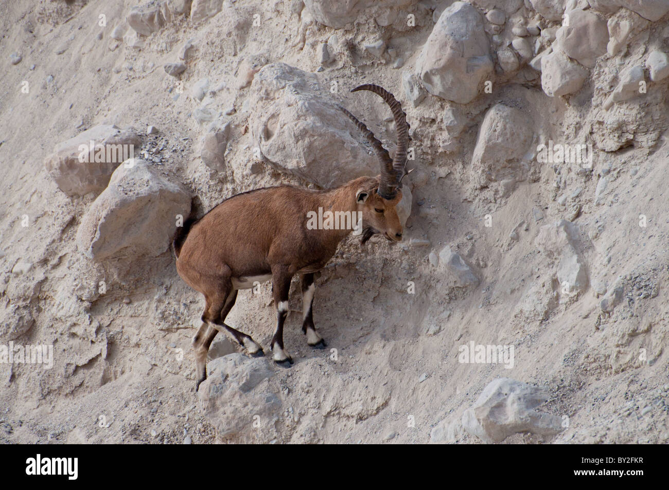 Un mâle moyen est de l'Ibex de Nubie, sur une pente raide. Banque D'Images