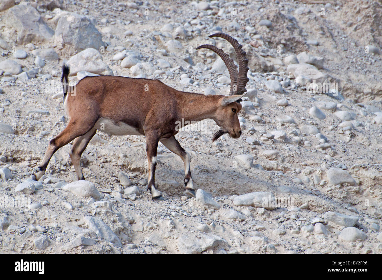 Un mâle moyen est de l'Ibex de Nubie. Banque D'Images
