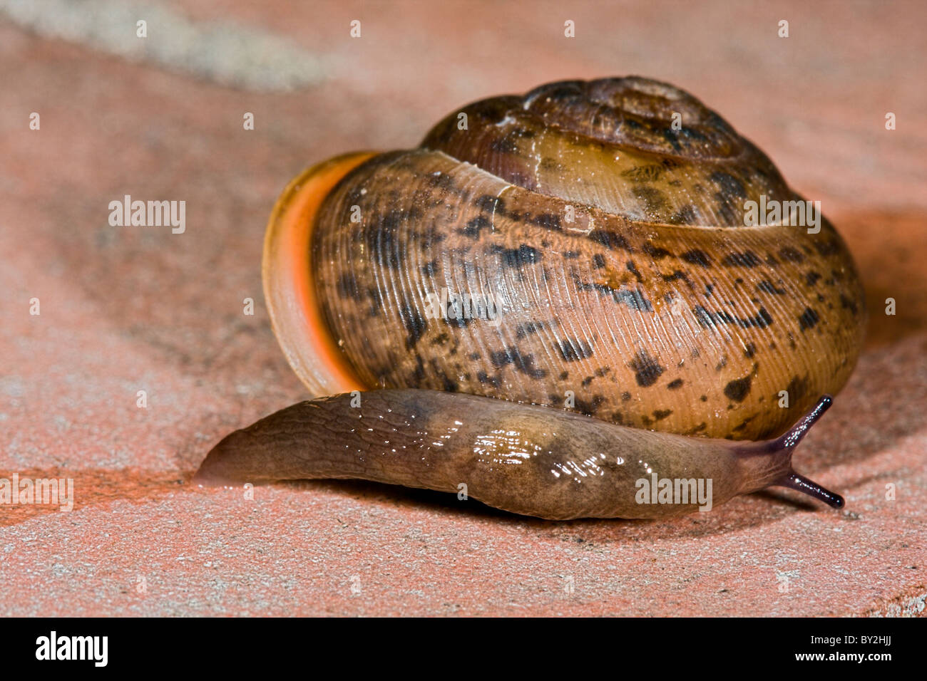 Escargot commun de ramper sur une brique sur surface avec slug Banque D'Images