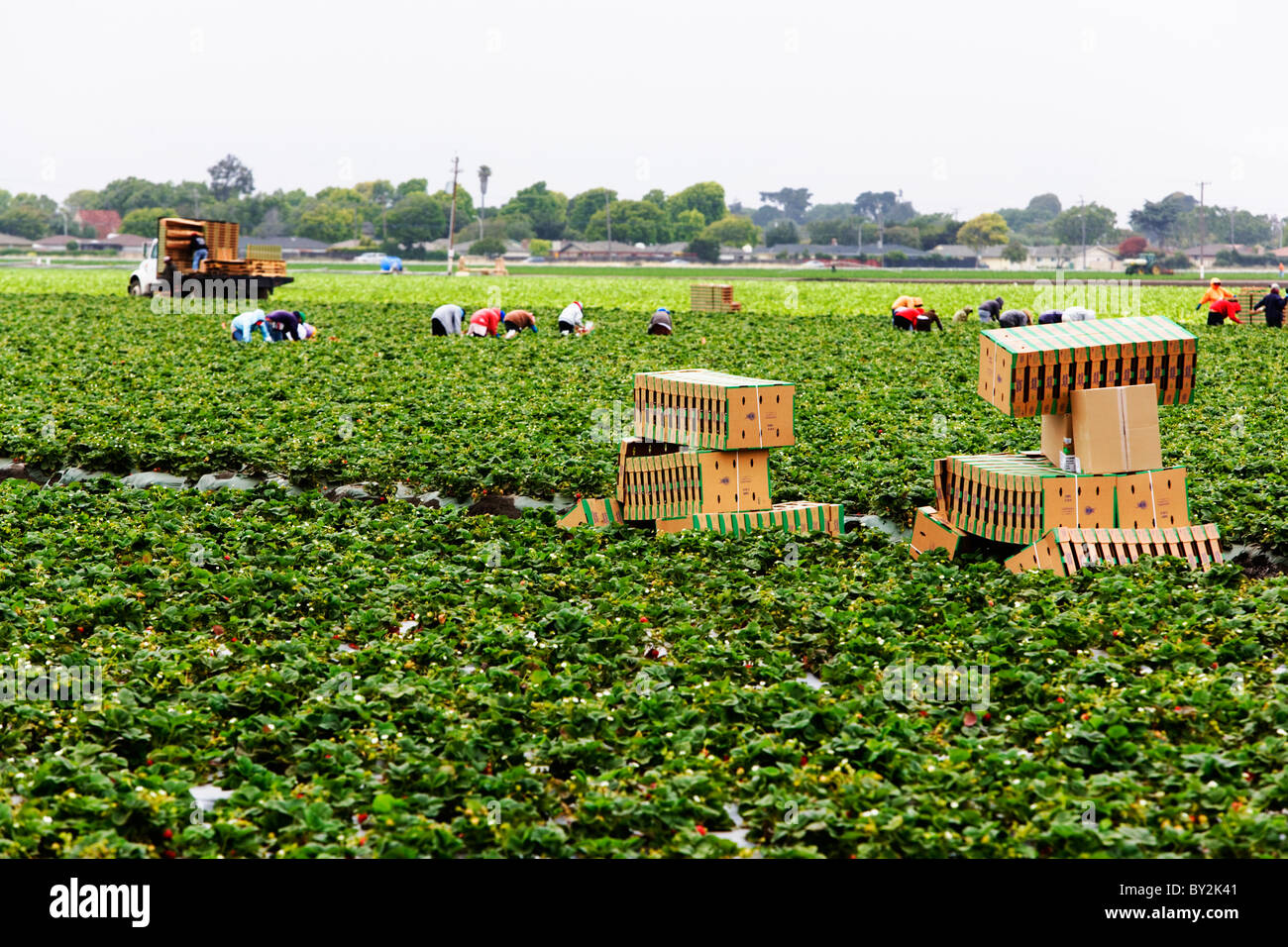 Les travailleurs agricoles et les boîtes vides dans un champ de fraises, Salinas Valley, en Californie. Banque D'Images