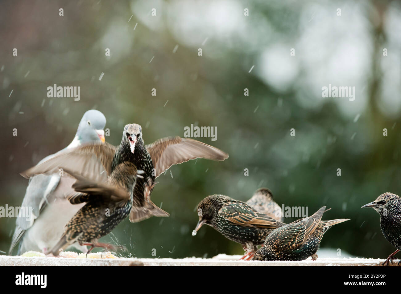 La lutte contre la famille Starling sur la nourriture sur une table d'oiseaux dans la neige Banque D'Images