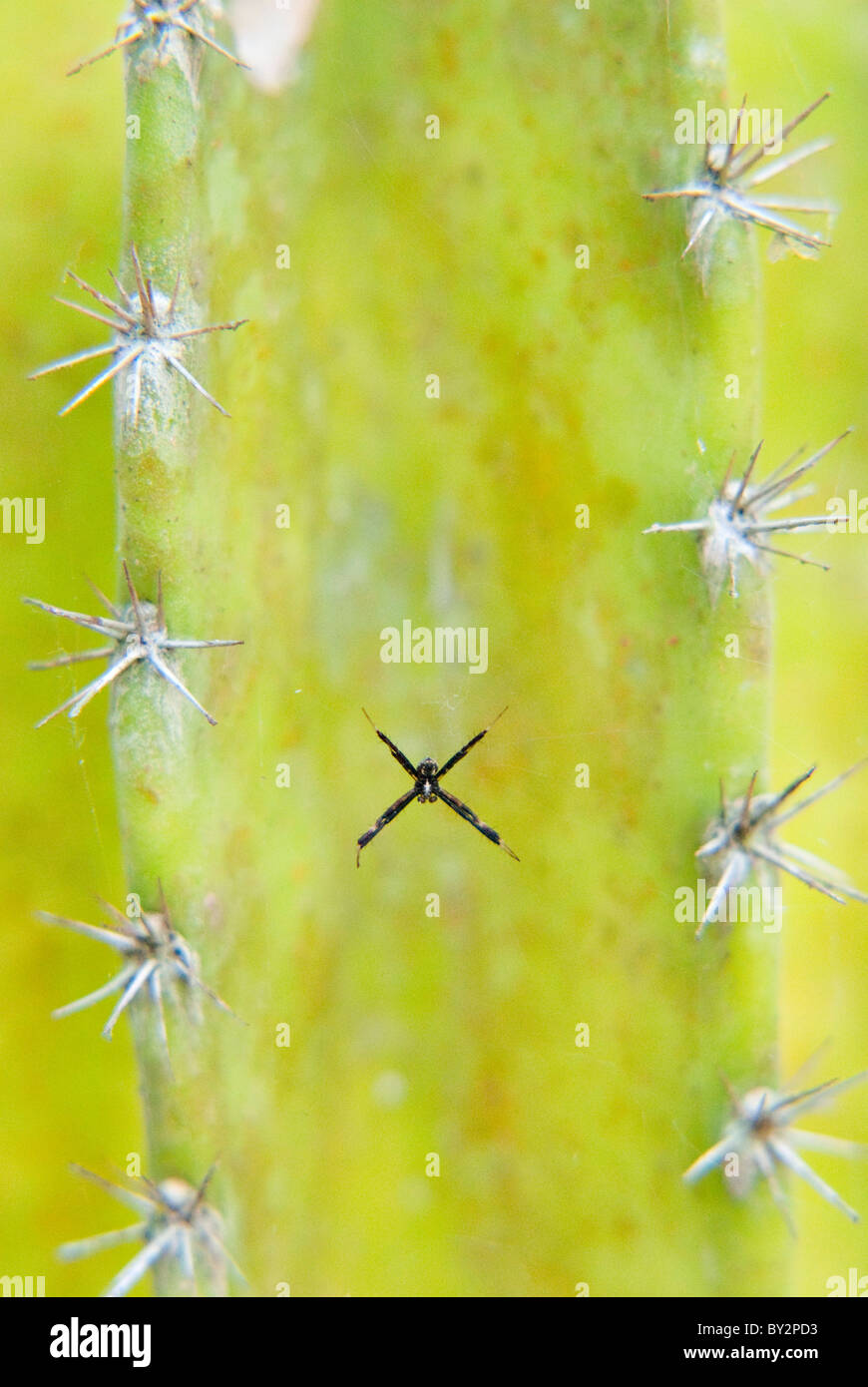 Une réplique l'une des épines de cactus san pedro dans la forêt amazonienne. Banque D'Images