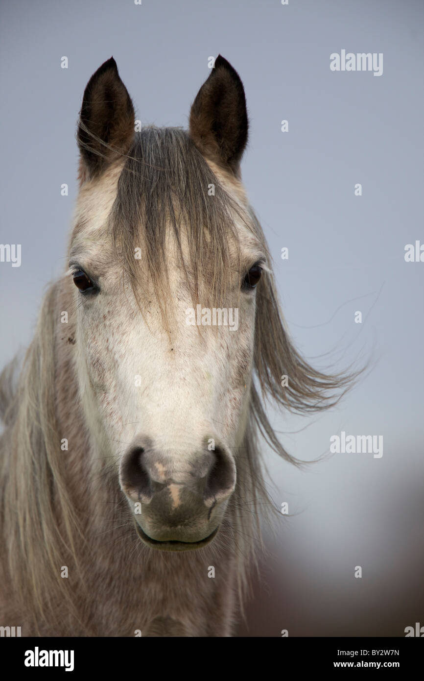 Cheval Arabe (Equus caballus) - Close-up de tête - UK Banque D'Images