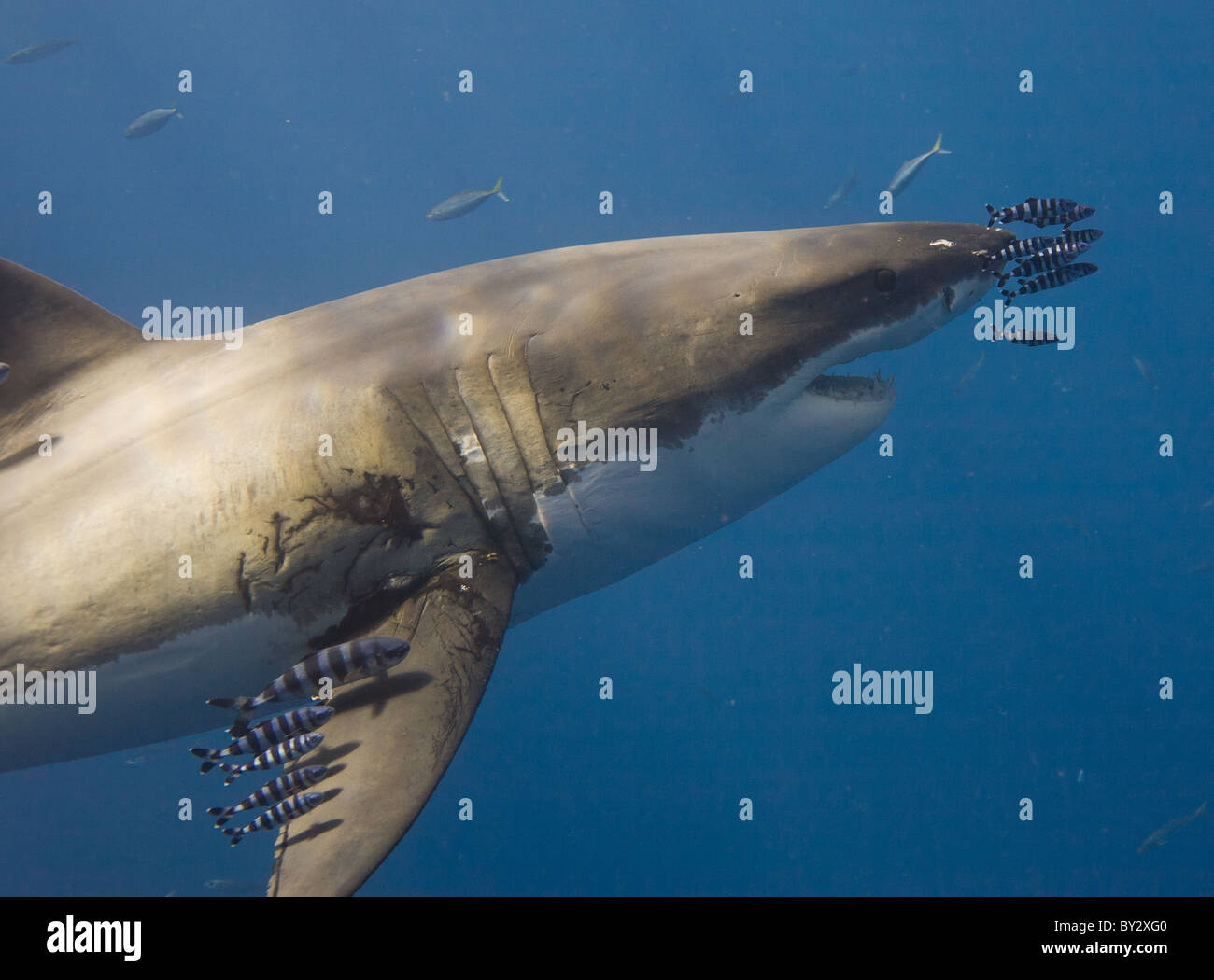 Grand requin blanc avec Pilotfish Banque D'Images