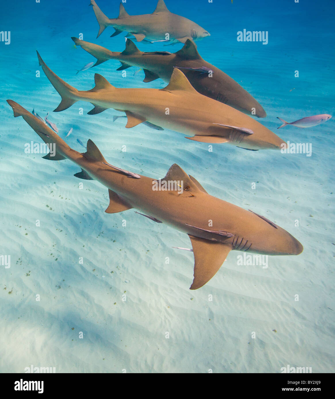 Quatre requins citrons en Formation Banque D'Images