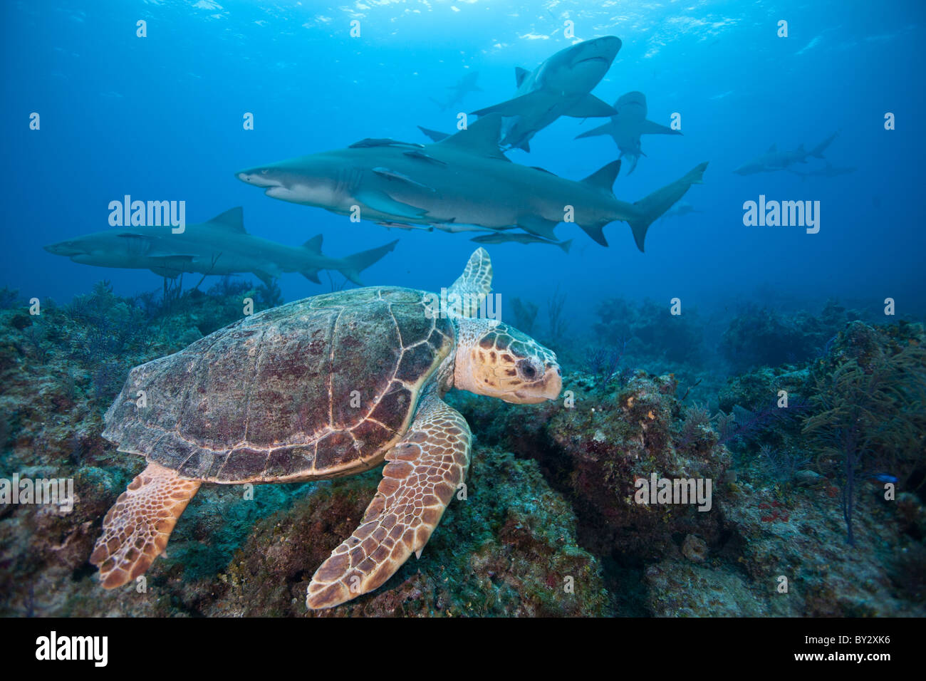 Tortue avec les Requins Banque D'Images