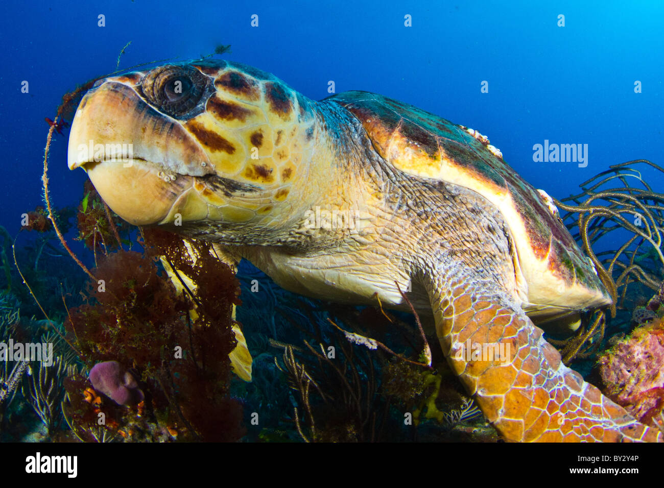 Tortue caouanne closeup Banque D'Images