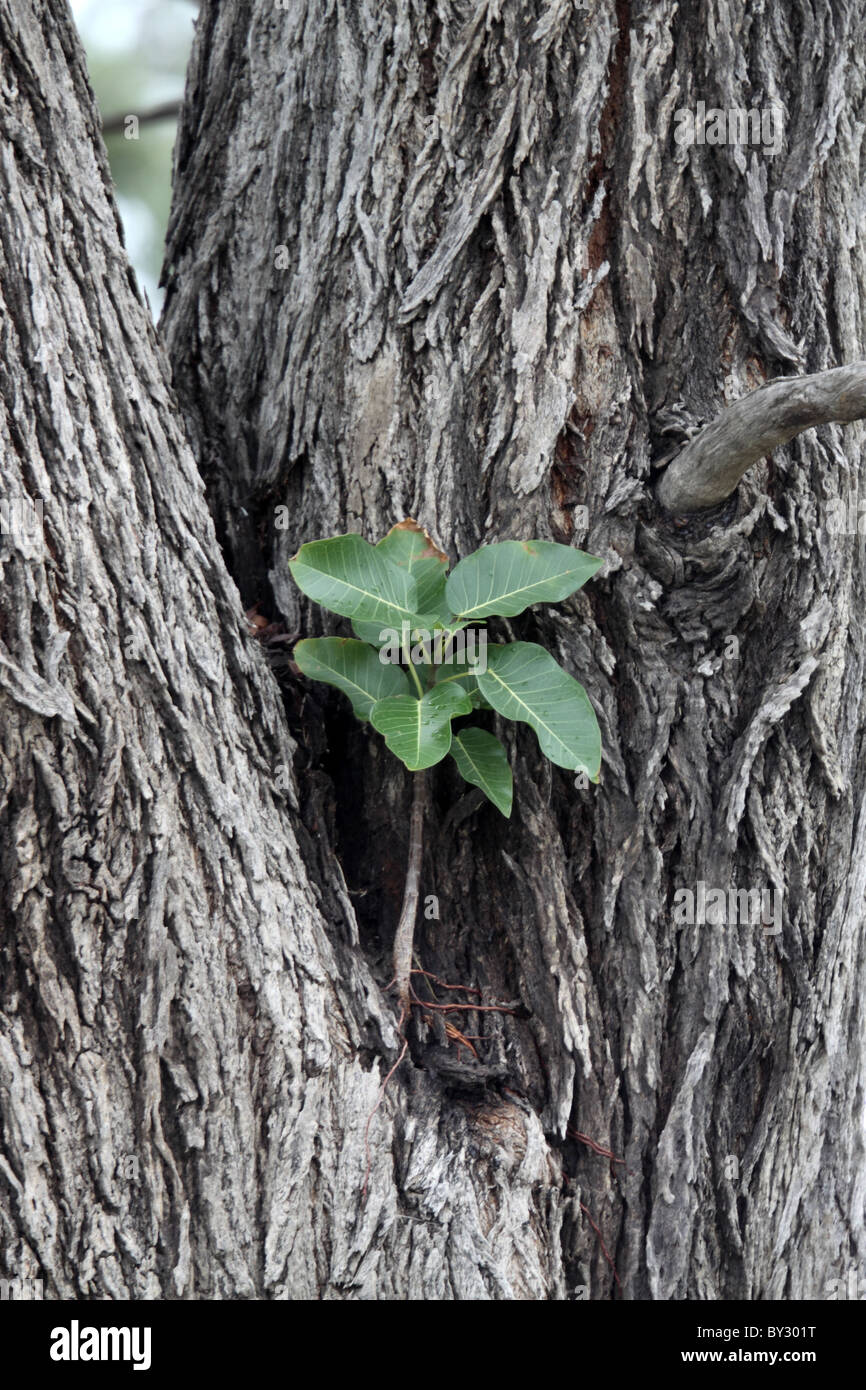 Strangler Fig, Ficus Sp, une croissance des plantules au Lagoon Camp, Okavango Banque D'Images