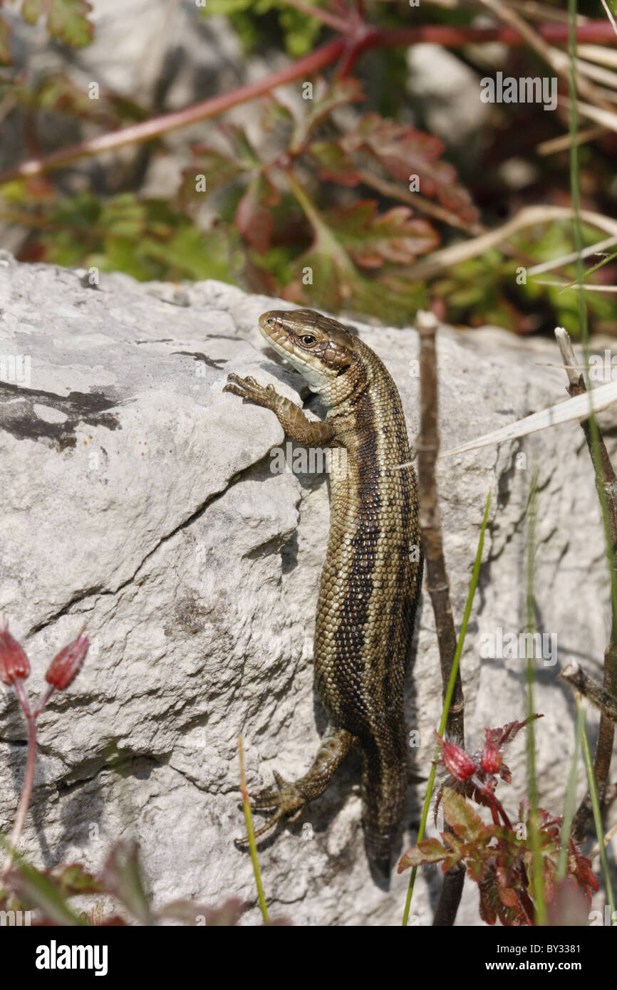 Lézard commun avec queue regrown Banque D'Images