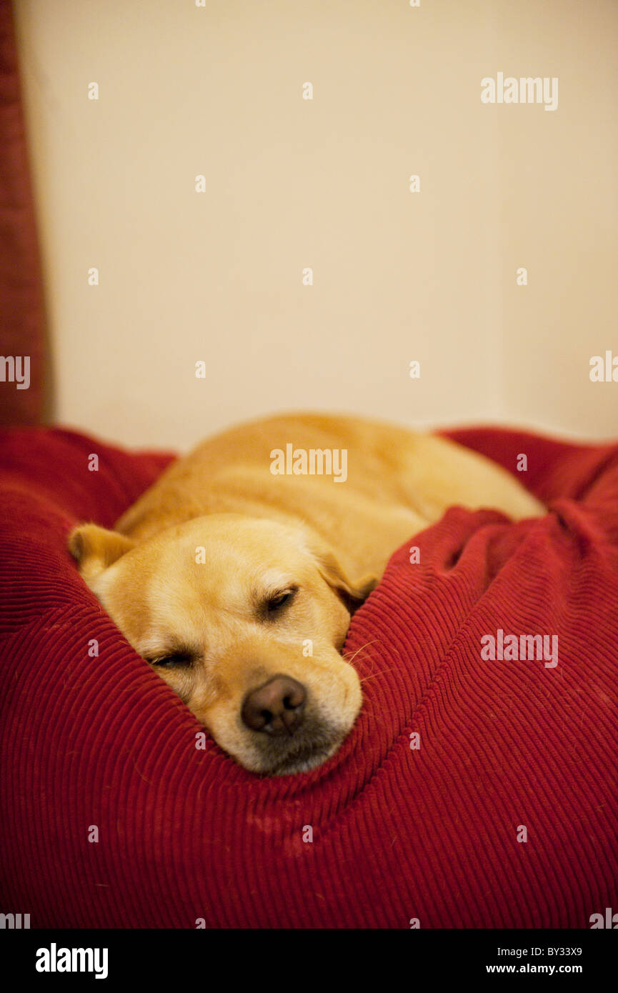 Golden Labrador sleeping in bed Banque D'Images