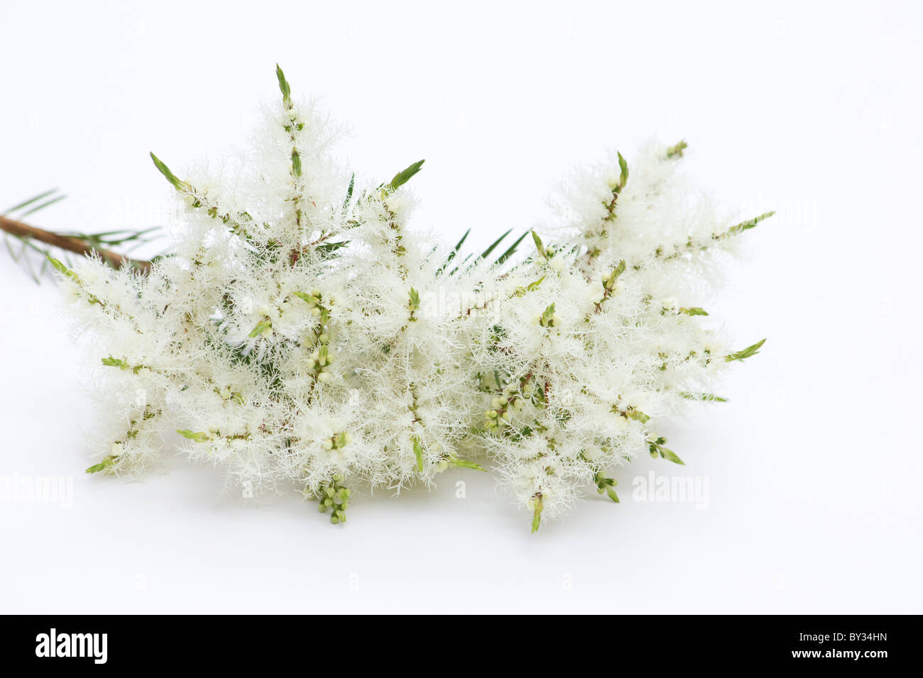 Arbre à thé (melaleuca alternifolia) fleurs sur fond blanc Banque D'Images