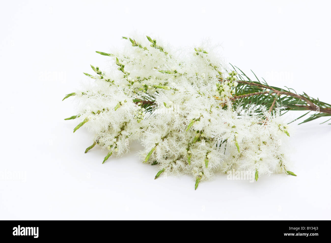 Arbre à thé (melaleuca alternifolia) fleurs sur fond blanc Banque D'Images