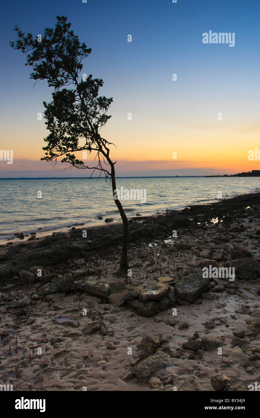 Une croissance de la Mangrove sur la plage à Darwin, dans le Nord de l'Terriotry. Banque D'Images