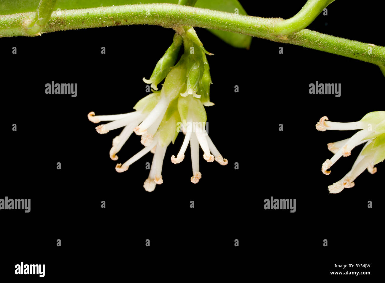 Sarcococca confusa bloom close up 'Christamas box', 'Sweet box' Buxaceae Banque D'Images