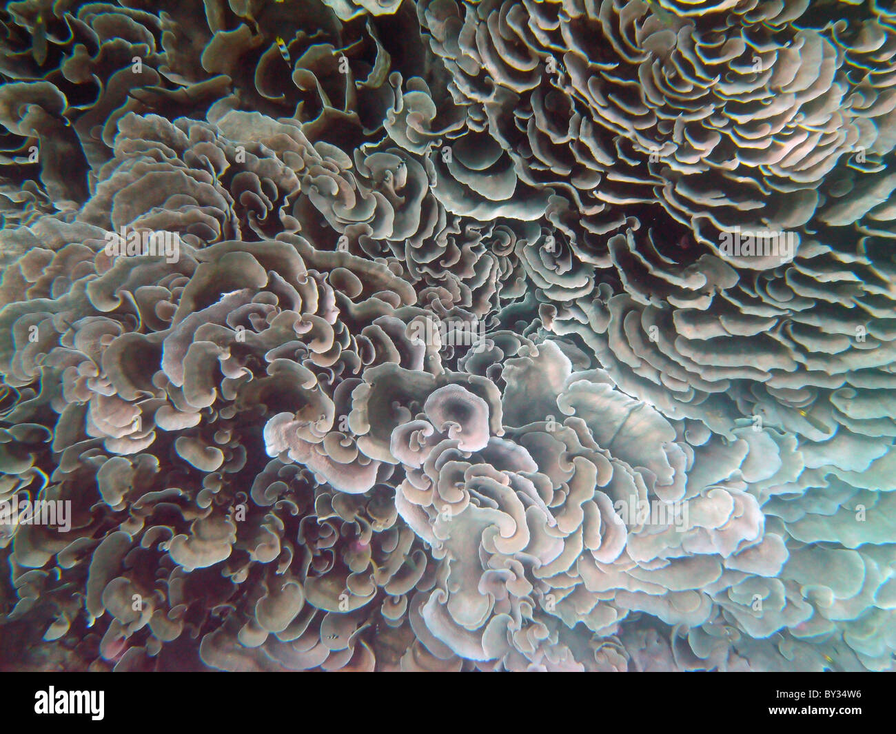 Echinopora lamellaire ( ?) des coraux dans le Trou Bleu, Cocos Keeling lagoon, de l'Océan Indien Banque D'Images