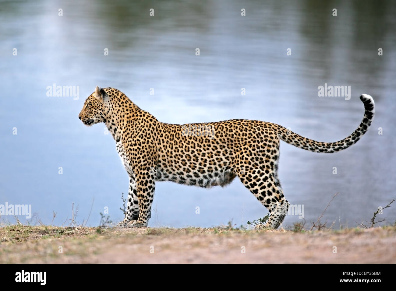Alert léopard (Panthera pardus) à un point d'Afrique du Sud Banque D'Images