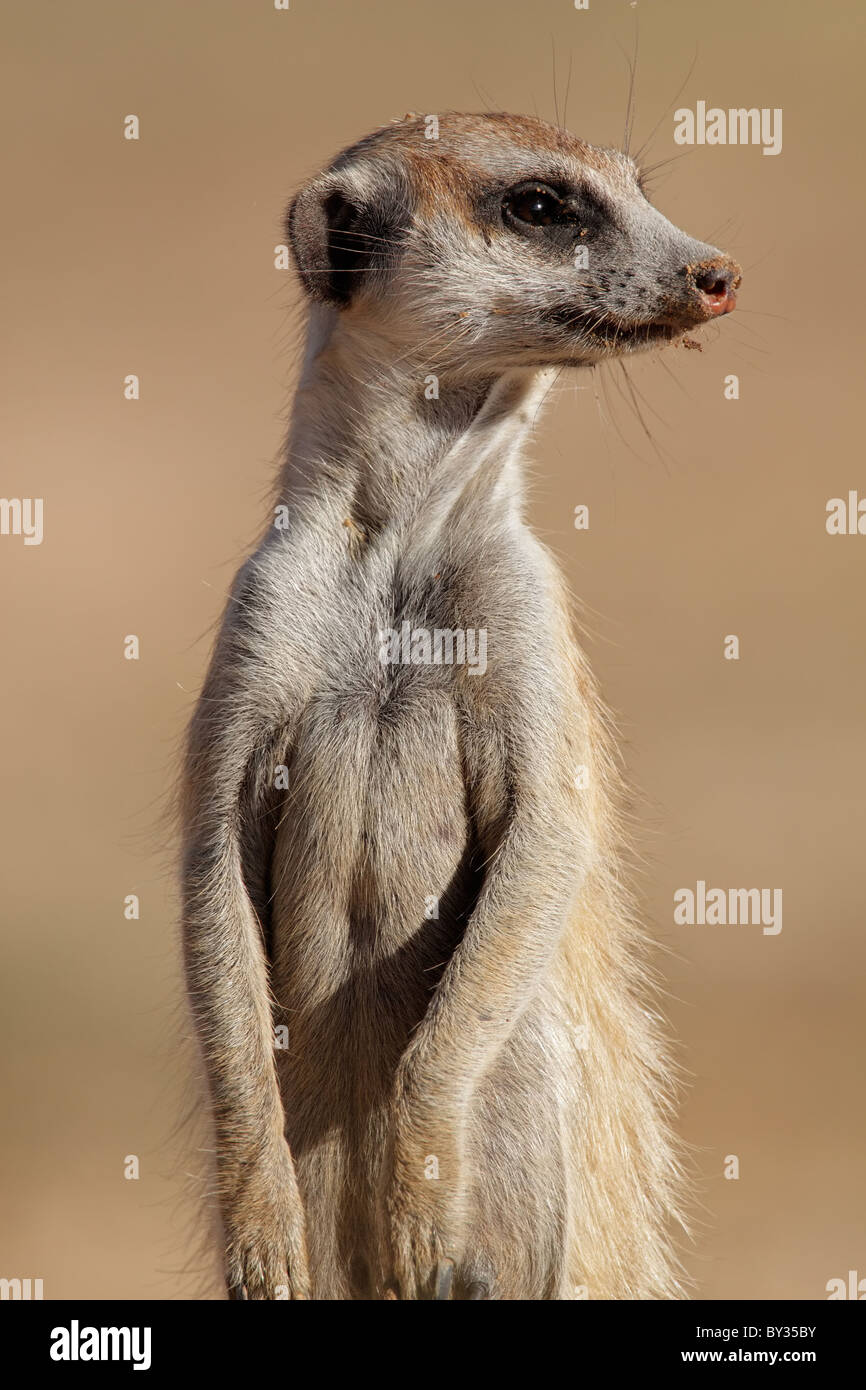 Portrait d'un meerkat (Suricata suricatta) montent la garde, Kgalagadi Transfrontier Park, Afrique du Sud Banque D'Images