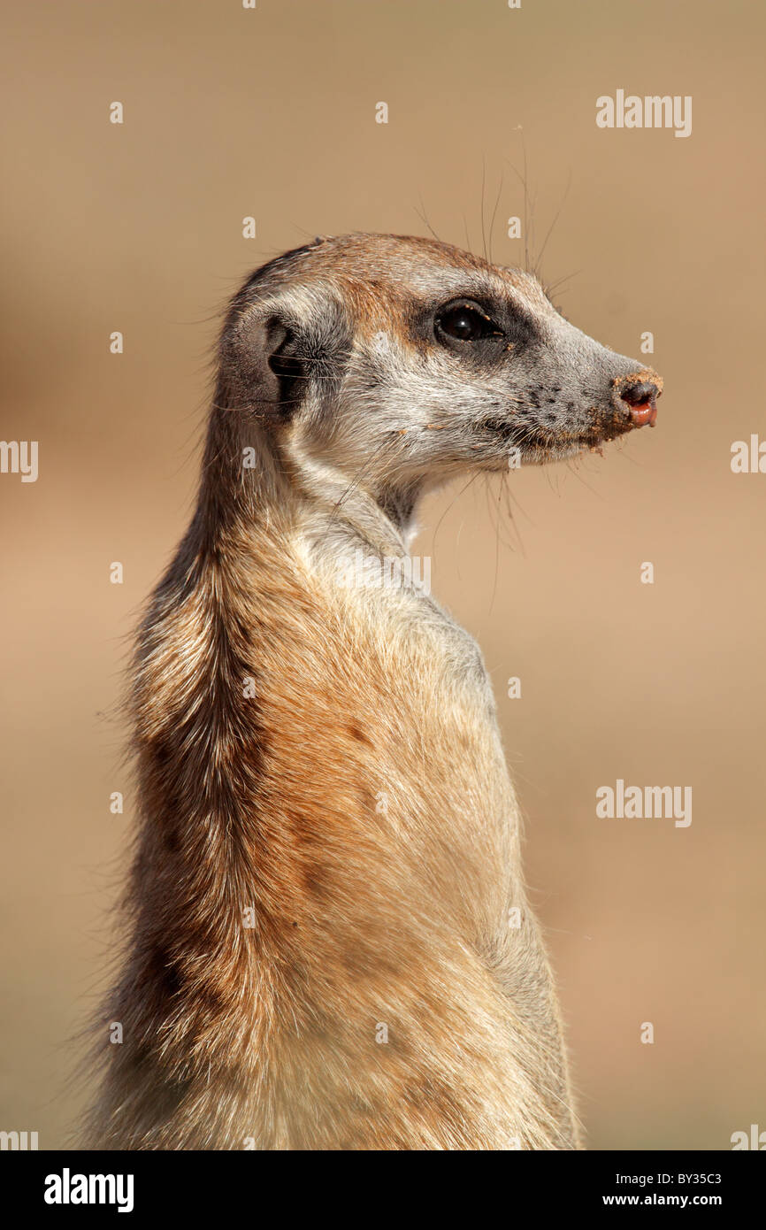 Portrait d'un meerkat (Suricata suricatta) montent la garde, Kgalagadi Transfrontier Park, Afrique du Sud Banque D'Images