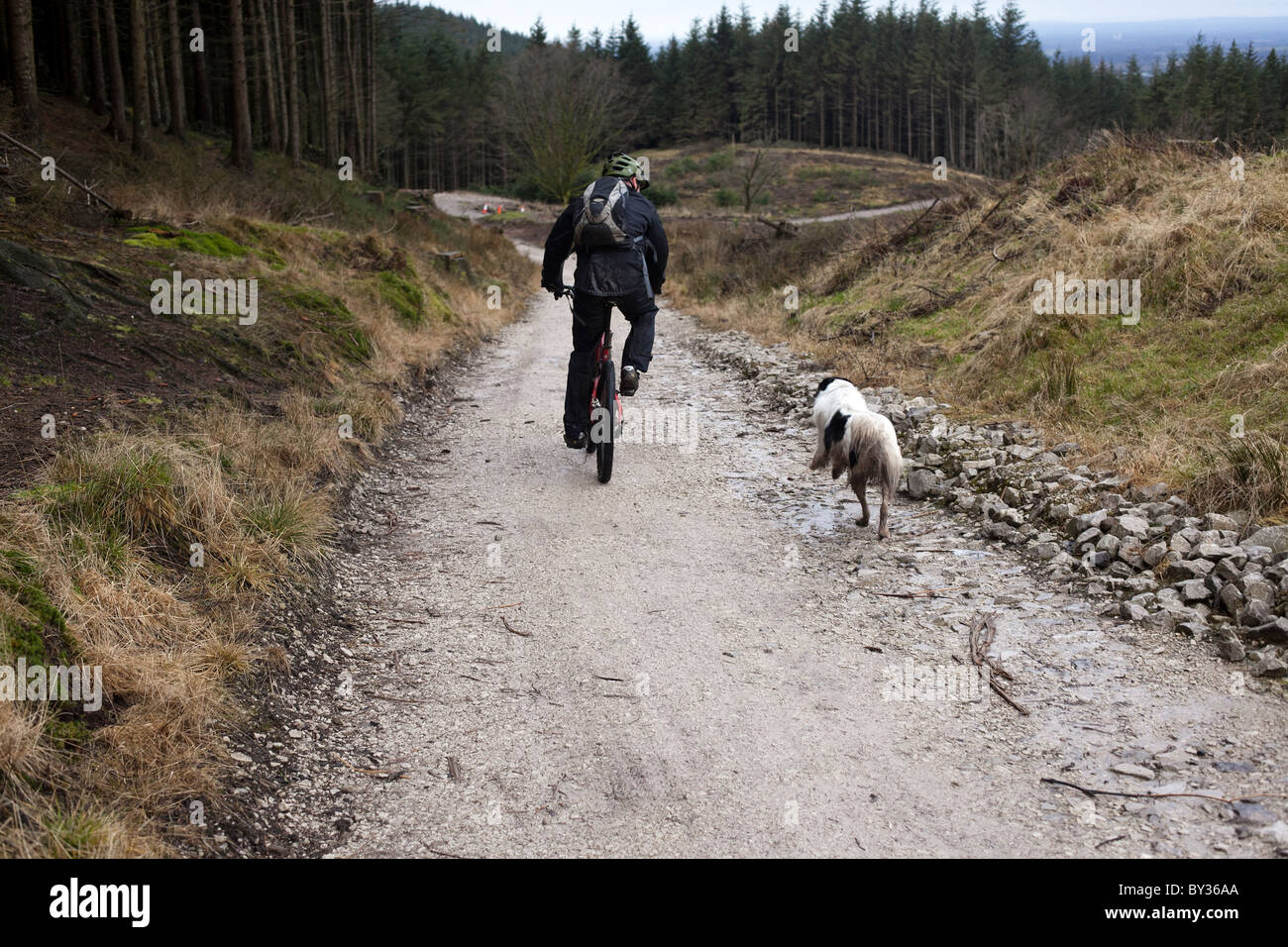 Un vélo de montagne randonnées avec son chien grâce à Macclesfield Forest Banque D'Images